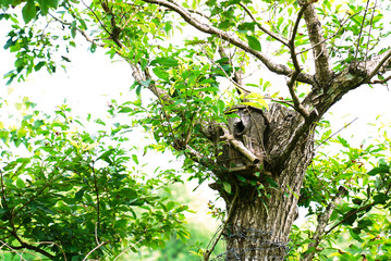 Birdhouse