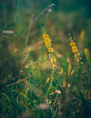 Summer flowers