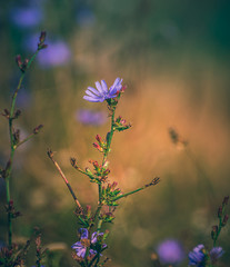 Summer flowers