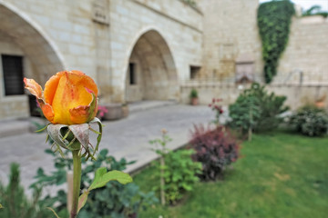 Rosebud close-up. Yellow-orange petals, long spiny stem. Soft background: green lawn, stone wall.