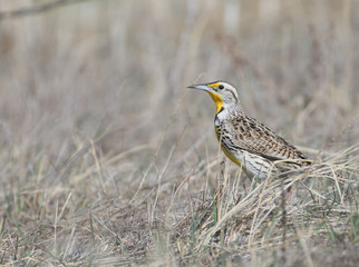 Meadowlark in a field 