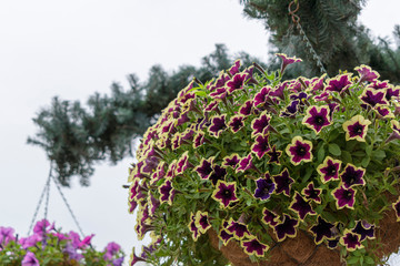 Petunia flowers in a hanging pot. Color modena, plum. Selective focus.