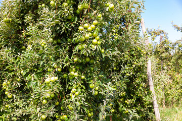 Juicy apples on apple tree branches ready to be harvested in summer fruit garden