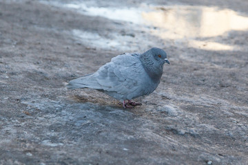 Gray..Doves in a dirty puddle