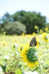 アカボシゴマダラ蝶とヒマワリの花