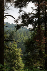 Vista en las alturas del Ajusco, México. Plano de la montaña a través de los árboles.   