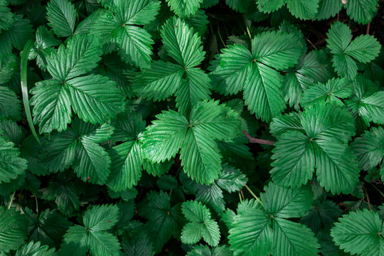Vista cenital de vegetaci&oacute;n. Patrones de hojas verdes . Captura horizontal. 