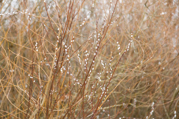Fototapeta premium Opening pussy willow buds texture background