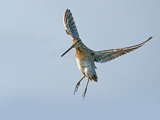 Common snipe (Gallinago gallinago) in flight