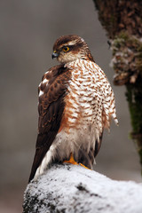 The Eurasian sparrowhawk (Accipiter nisus), also the northern sparrowhawk or simply the sparrowhawk sitting on a snowy branch