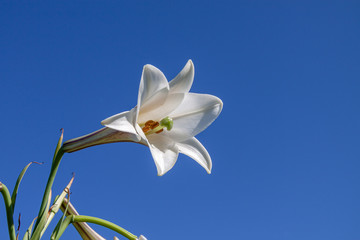 Fototapeta premium 爽やかな秋空の背に横向き咲くテッポウユリ