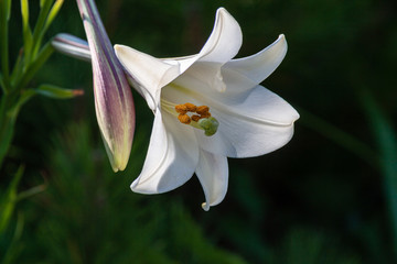 Obraz premium テッポウユリの花びらとその蕾