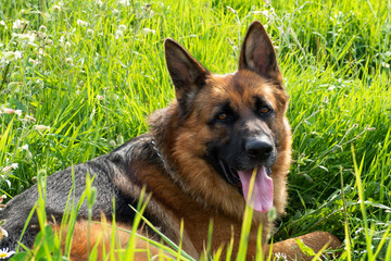 German shepherd resting and walking outdoors in a field