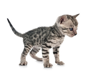 bengal kitten in studio