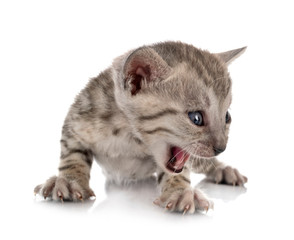 bengal kitten in studio