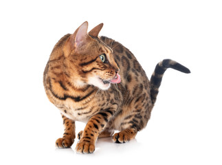 bengal cat in studio