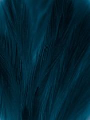 Beautiful abstract pastel blue feathers on dark background, black feather frame texture on blue background, dark feather, black banners