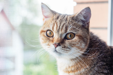 Naklejka na ściany i meble A domestic cat sits on the windowsill and looks out the window.