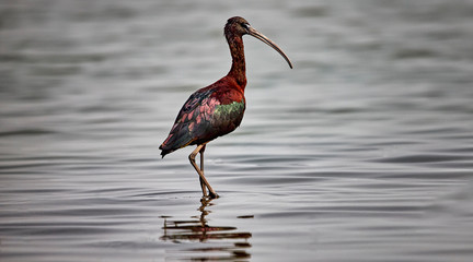 What a beautiful pose this guy has given to show off all the varied colours that it has giving a mesmerising look, the word beautiful too is an understatement.