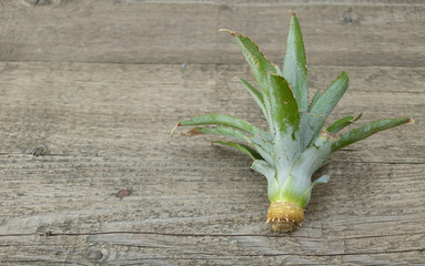 Pineapple top with roots on wooden background