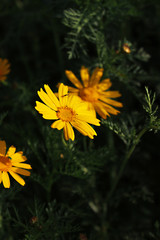 Yellow Daisy with a beetle in the green grass. Glebionis coronaria or chrysanthemum coronarium with leaves on a black and green background. 