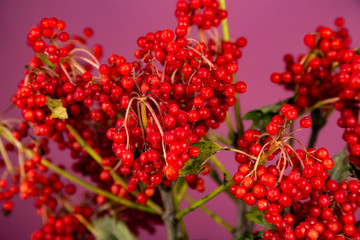 red berries on a branch