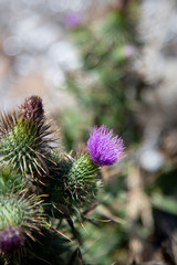 Australian purple cactus - Tasmania