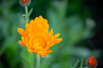 Bright happy orange daisy flower opening up on natural green background