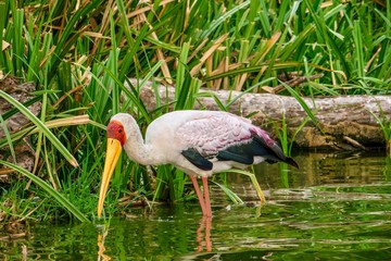 A beautiful yellow-billed stork (Mycteria ibis) wading in the shallows of Lake Edward, Uganda, searching for food.