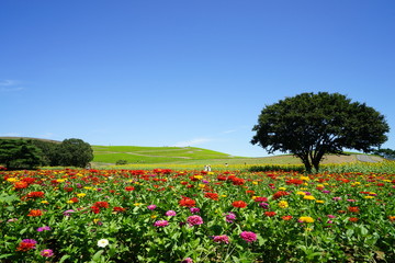 ジニアとみはらしの丘