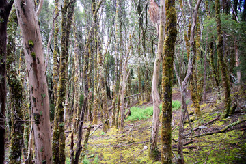 Cold Mossy forest of trees on Cradle Mountain Tasmania with a patch of bright green grass in foreground.