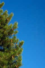 pine with cones against the blue sky