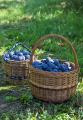 Fototapeta na wymiar Plum harvest. Freshly torn plums in the basket hanged on tree. Europe, Czech republic