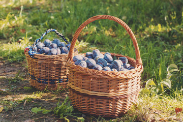 Fototapeta na wymiar Plum harvest. Freshly torn plums in the basket on the green grass. Europe, Czech republic