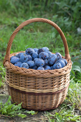 Fototapeta na wymiar Plum harvest. Freshly torn plums in the basket on the green grass. Europe, Czech republic