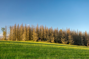 Fototapeta na wymiar Summer day in the countryside. Agricultural concept, landscape in highland with dead spruce tree after bark beetle attack, Vysocina Czech Republic