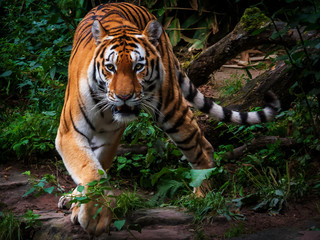 lurking tiger roams through the bush