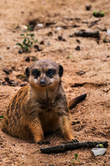 happy meerkat is sitting on the floor