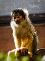 squirrel monkey observes the surroundings