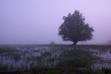 Fototapeta na wymiar Spring in the wetlands, dawn over flooded meadows, lonely willow