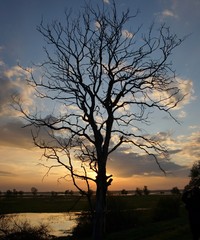 A dried tree against the backdrop of a May sunset