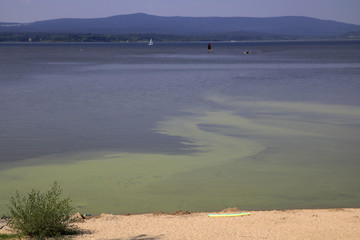 Algal bloom in Lipno lake, Czech Republic © Jan Piotr