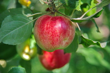 Red ripe juicy Apple on a branch with green leaves, ready for harvest. Sweet ripe fruit is a healthy, dietary fruit. Seasonal fruits. The concept is a healthy diet.