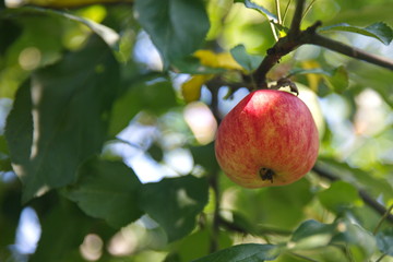 Red ripe juicy Apple on a branch with green leaves, ready for harvest. Sweet ripe fruit is a healthy, dietary fruit. Seasonal fruits. The concept is a healthy diet.