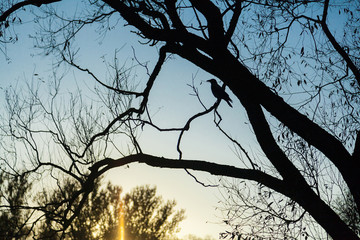 Black crow silhouette on branch of tree without leaves in autumn park