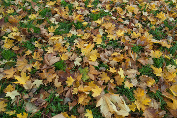 Autumn leaves texture background