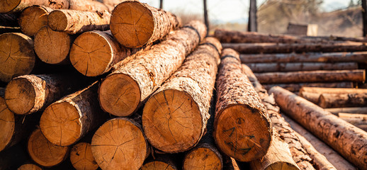 Log spruce trunks pile. Sawn trees from the forest. Logging timber wood industry. Cut trees along a...