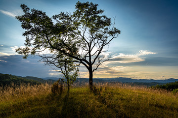 Fototapeta na wymiar lonely tree in the field