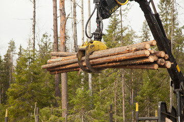 An industrial harvester collects logs from a felling in a pine forest
