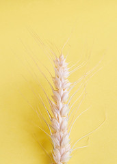 One ripe ear of wheat on yellow background